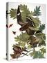 Audubon: Nighthawk-John James Audubon-Stretched Canvas