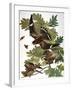 Audubon: Nighthawk-John James Audubon-Framed Giclee Print