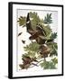 Audubon: Nighthawk-John James Audubon-Framed Giclee Print