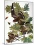 Audubon: Nighthawk-John James Audubon-Mounted Giclee Print