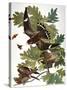 Audubon: Nighthawk-John James Audubon-Stretched Canvas
