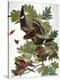 Audubon: Nighthawk-John James Audubon-Stretched Canvas