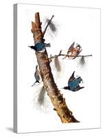 Audubon: Nuthatch-John James Audubon-Stretched Canvas