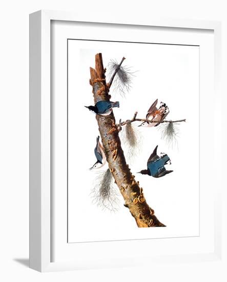 Audubon: Nuthatch-John James Audubon-Framed Giclee Print