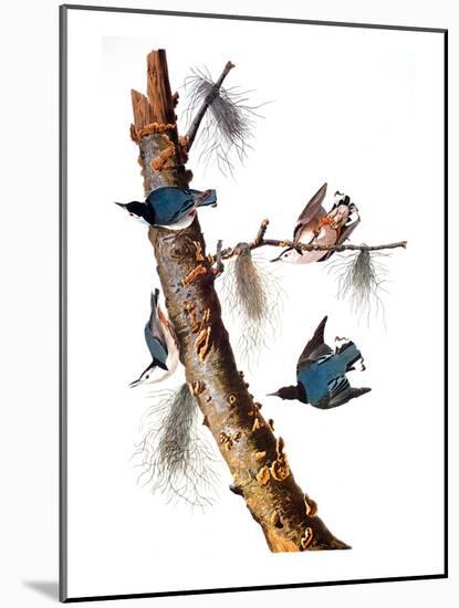 Audubon: Nuthatch-John James Audubon-Mounted Giclee Print