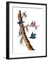 Audubon: Nuthatch-John James Audubon-Framed Giclee Print