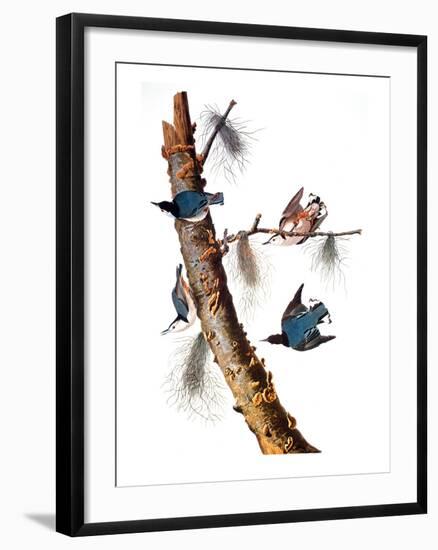 Audubon: Nuthatch-John James Audubon-Framed Giclee Print