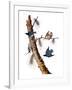 Audubon: Nuthatch-John James Audubon-Framed Giclee Print