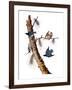 Audubon: Nuthatch-John James Audubon-Framed Giclee Print