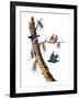 Audubon: Nuthatch-John James Audubon-Framed Giclee Print