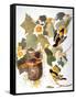 Audubon: Oriole-John James Audubon-Framed Stretched Canvas