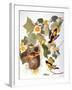 Audubon: Oriole-John James Audubon-Framed Giclee Print