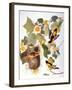 Audubon: Oriole-John James Audubon-Framed Giclee Print