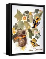 Audubon: Oriole-John James Audubon-Framed Stretched Canvas