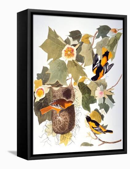 Audubon: Oriole-John James Audubon-Framed Stretched Canvas