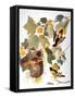 Audubon: Oriole-John James Audubon-Framed Stretched Canvas