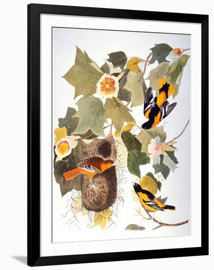 Audubon: Oriole-John James Audubon-Framed Giclee Print