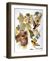 Audubon: Oriole-John James Audubon-Framed Giclee Print