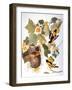 Audubon: Oriole-John James Audubon-Framed Giclee Print