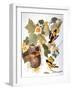 Audubon: Oriole-John James Audubon-Framed Giclee Print