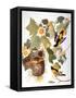 Audubon: Oriole-John James Audubon-Framed Stretched Canvas