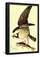 Audubon Osprey Bird Art Poster Print-null-Framed Poster