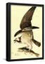 Audubon Osprey Bird Art Poster Print-null-Framed Poster