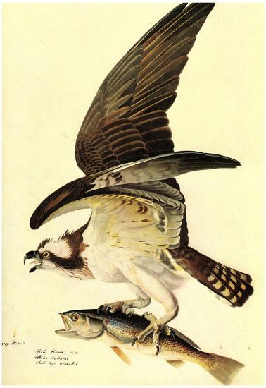 Poster, , large
