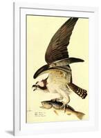 Audubon Osprey Bird-null-Framed Art Print