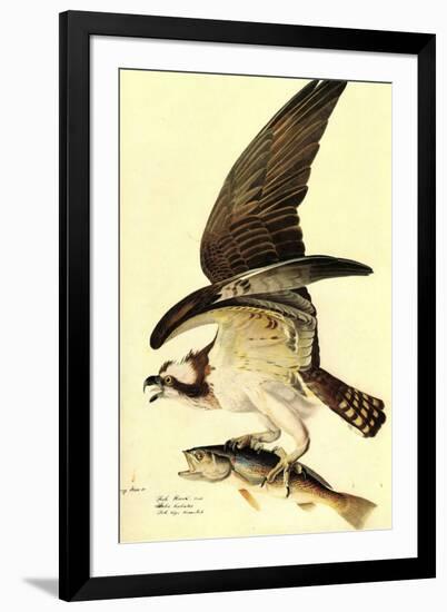 Audubon Osprey Bird-null-Framed Art Print