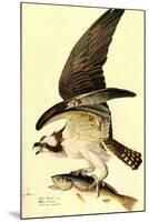 Audubon Osprey Bird-null-Mounted Art Print