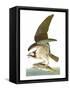 Audubon: Osprey-John James Audubon-Framed Stretched Canvas