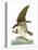 Audubon: Osprey-John James Audubon-Stretched Canvas