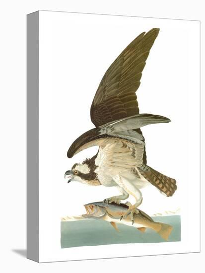 Audubon: Osprey-John James Audubon-Stretched Canvas