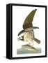 Audubon: Osprey-John James Audubon-Framed Stretched Canvas