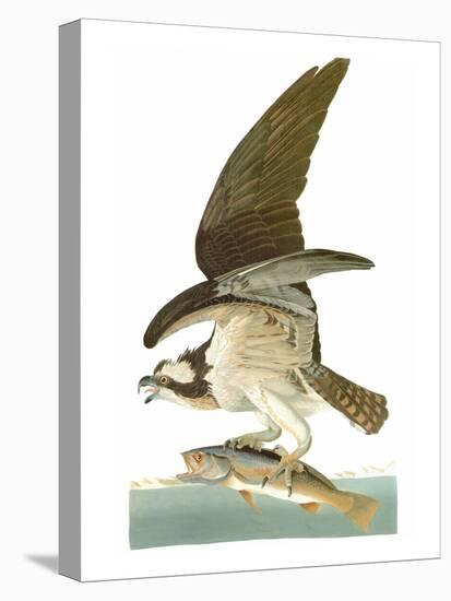 Audubon: Osprey-John James Audubon-Stretched Canvas