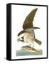 Audubon: Osprey-John James Audubon-Framed Stretched Canvas