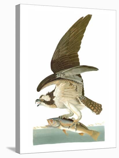 Audubon: Osprey-John James Audubon-Stretched Canvas