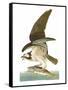 Audubon: Osprey-John James Audubon-Framed Stretched Canvas