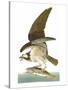 Audubon: Osprey-John James Audubon-Stretched Canvas