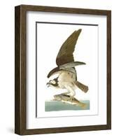 Audubon: Osprey-John James Audubon-Framed Premium Giclee Print