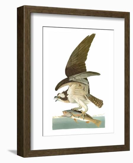 Audubon: Osprey-John James Audubon-Framed Premium Giclee Print