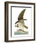 Audubon: Osprey-John James Audubon-Framed Premium Giclee Print