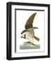 Audubon: Osprey-John James Audubon-Framed Premium Giclee Print