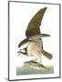 Audubon: Osprey-John James Audubon-Mounted Premium Giclee Print