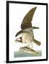 Audubon: Osprey-John James Audubon-Framed Premium Giclee Print