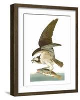 Audubon: Osprey-John James Audubon-Framed Giclee Print