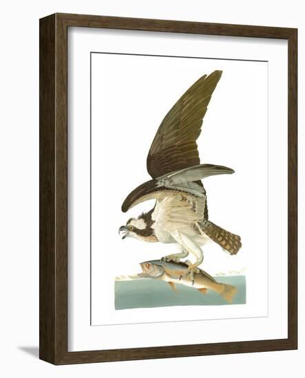 Audubon: Osprey-John James Audubon-Framed Giclee Print