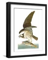Audubon: Osprey-John James Audubon-Framed Giclee Print
