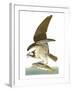 Audubon: Osprey-John James Audubon-Framed Giclee Print